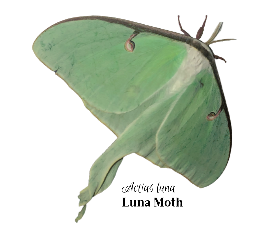 Luna Moth on my front door. Actias luna